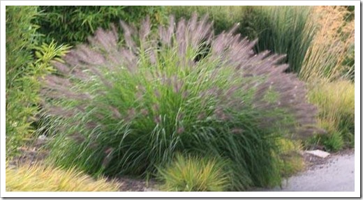 PENNISETUM alopecuroides 'Japonicum'