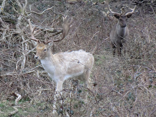 CIMG6879 Fallow deer in the Canal Plantation