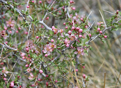 Great Basin Shrubs—each Showy