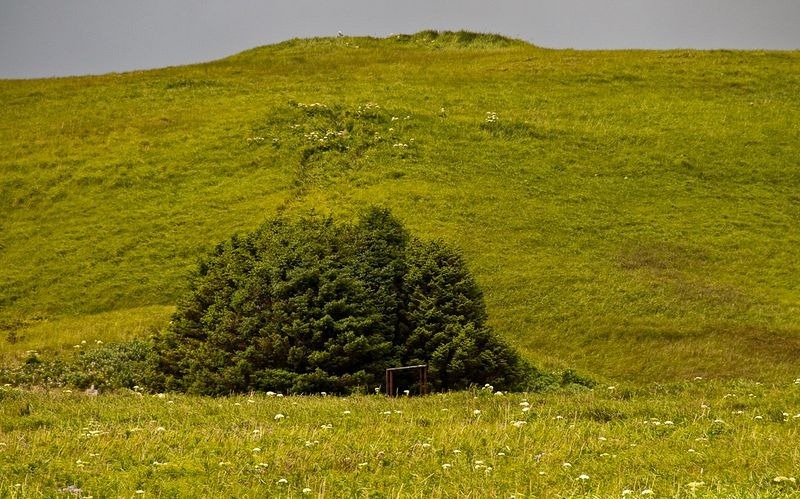 adak-national-forest-3