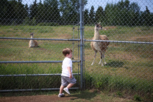 20150701 canada day zoo (275) edit