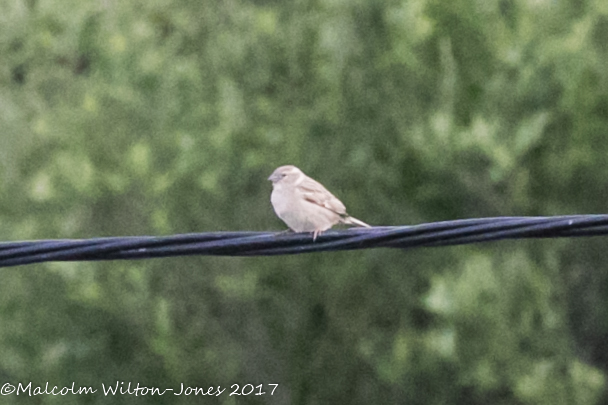 House Sparrow; Gorrión Común