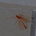 Ichneumon Wasp