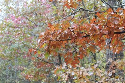 rain and leaves