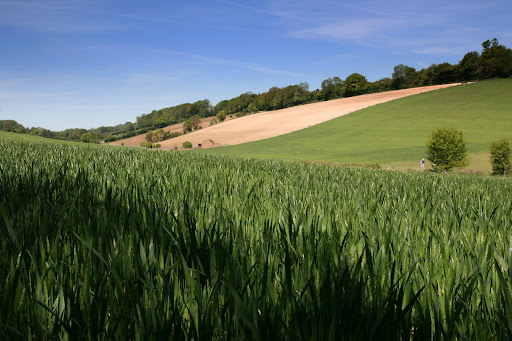 1005 031 Chesham to Great Missenden, England Prime crops