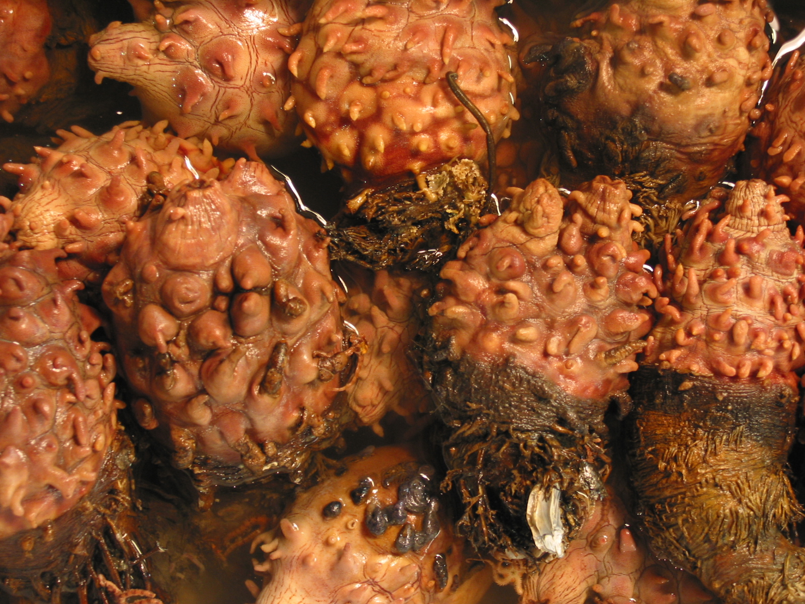 파일:external/upload.wikimedia.org/Halocynthia_roretzi-Sea_pineapples_at_Tsukiji_Market-01.jpg