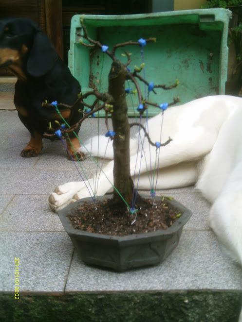 Ficus Carica, prés.... - Página 2 IMAG0141