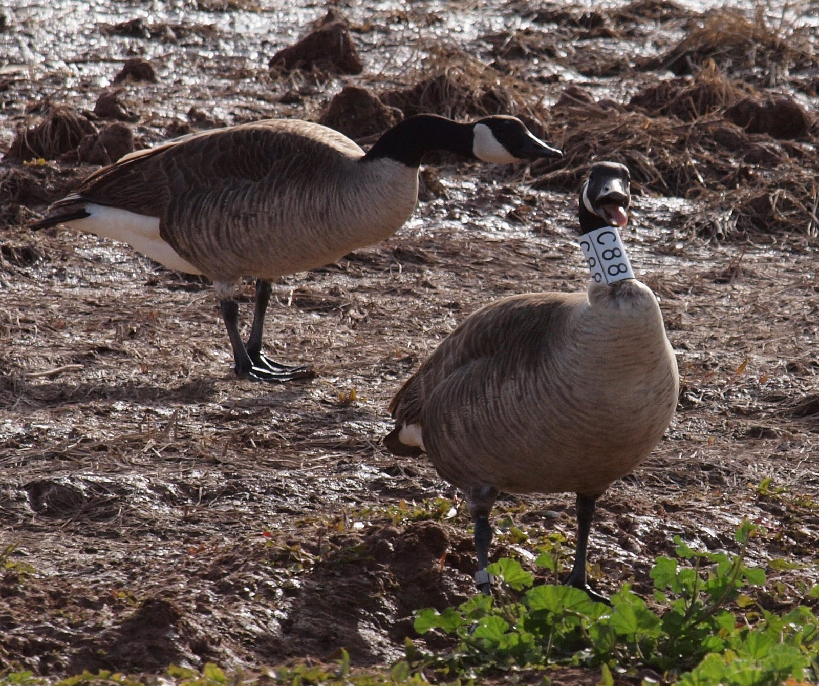 Stressed Goose