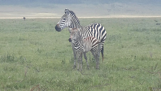 Ngorongoro Crater Tanzania, Tembea Tanzania