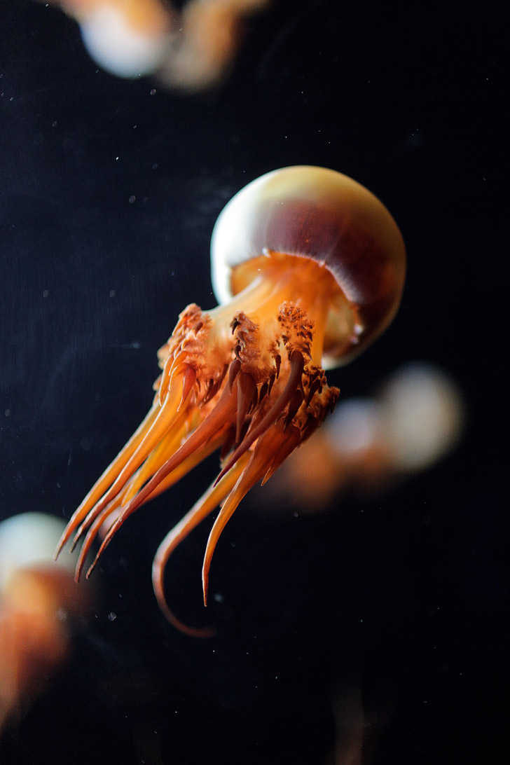 Flame Jellyfish Photos (Rhopilema Esculentum) at the Monterey Aquarium CA.