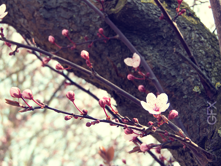 Le temps des cerises lol Cerise2