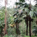 Cabbage tree palms (190997)