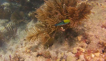 Diving at Looe Key Reef