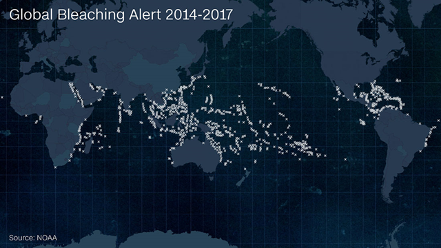 Map showing coral bleaching alerts globally, 2014-2017. Graphic: NOAA