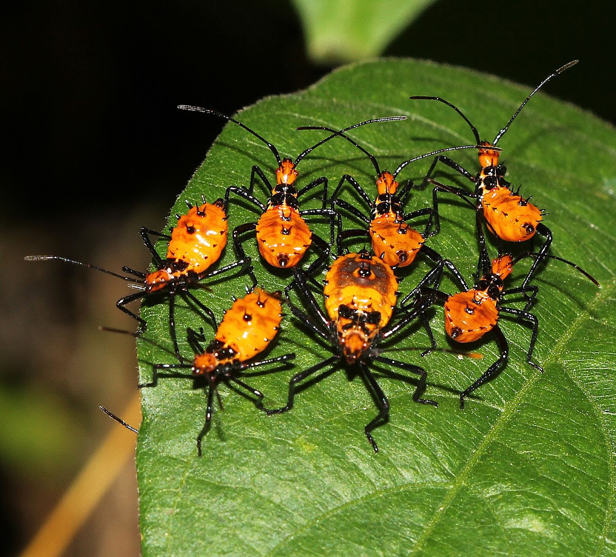 Passionvine Bug (nymphs)