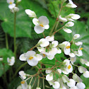 Wild Begonia