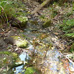 Cooler creek crossing south of Kingtree Ridge Fire Road (365543)