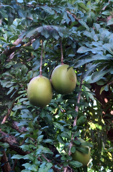 Breadfruit 2