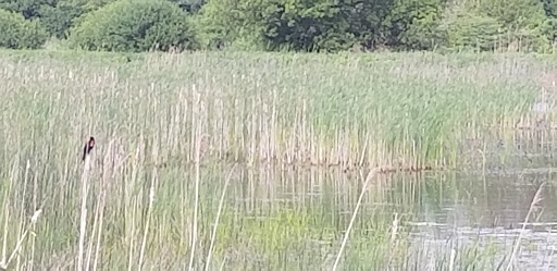 National Reserve «Montezuma National Wildlife Refuge», reviews and photos, 3395 US-20, Seneca Falls, NY 13148, USA