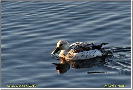 Draycote Waters - December