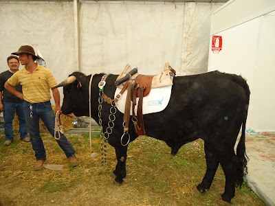 El toro en el que se subieron muchas personas para fotografiarse la pasada feria agroganadera del 2011 en Pozoblanco. Foto: Pozoblanco News, las noticias y la actualidad de Pozoblanco (Córdoba). Prohibido su uso y reproducción * www.pozoblanconews.blogspot.com