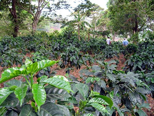 Figure 7: A shade coffee plantation Shade Grown Coffee by Magda Wojtyra is licensed under CC BY-NC-SA 2.0