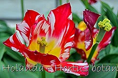 Glória Ishizaka - Hortus Botanicus Leiden - 95