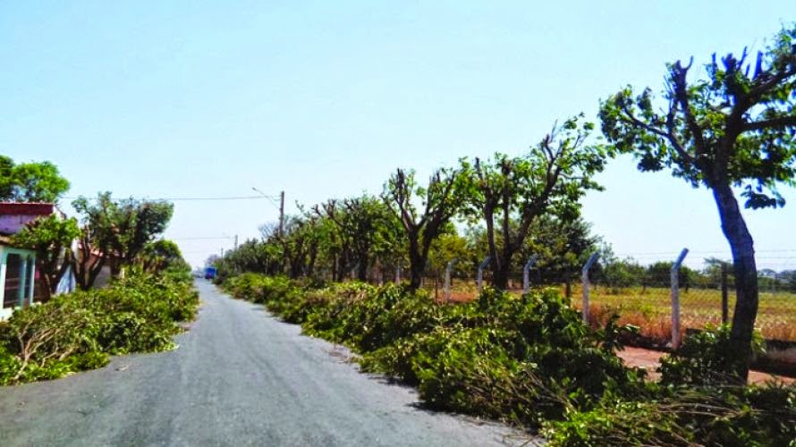 Recolhimento de resíduos de podas de árvores agora é de responsabilidade de morador.