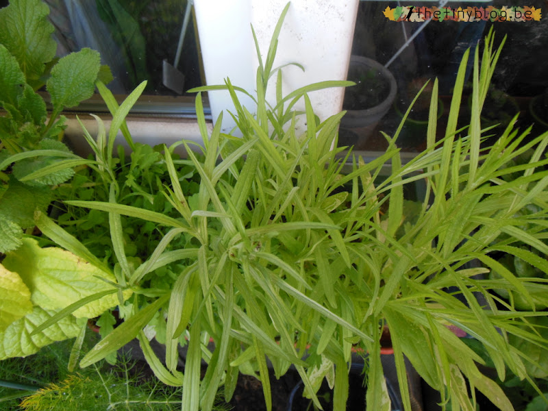 My balcony urban vegetable garden June 2015 in Brussels