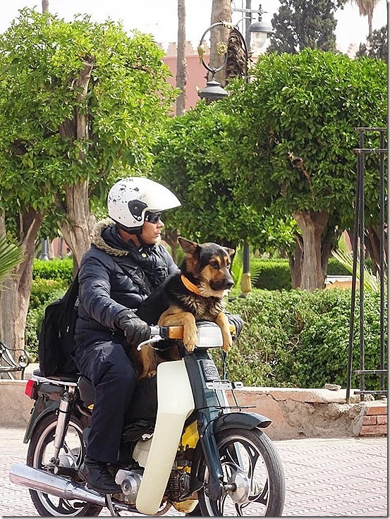 2017---6-2-dog-on-scooter_thumb5