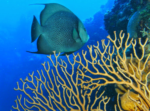 Poncho SCUBA, 25A Av. sur 20, Gonzalo Guerrero, San Miguel de Cozumel, Q.R., México, Profesor de buceo | QROO