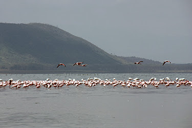 LLEGADA A KENIA-LAGO NAKURU-LAGO NAIVASHA - KENIA, TANZANIA Y ZANZÍBAR: EL SAFARI PERFECTO (4)