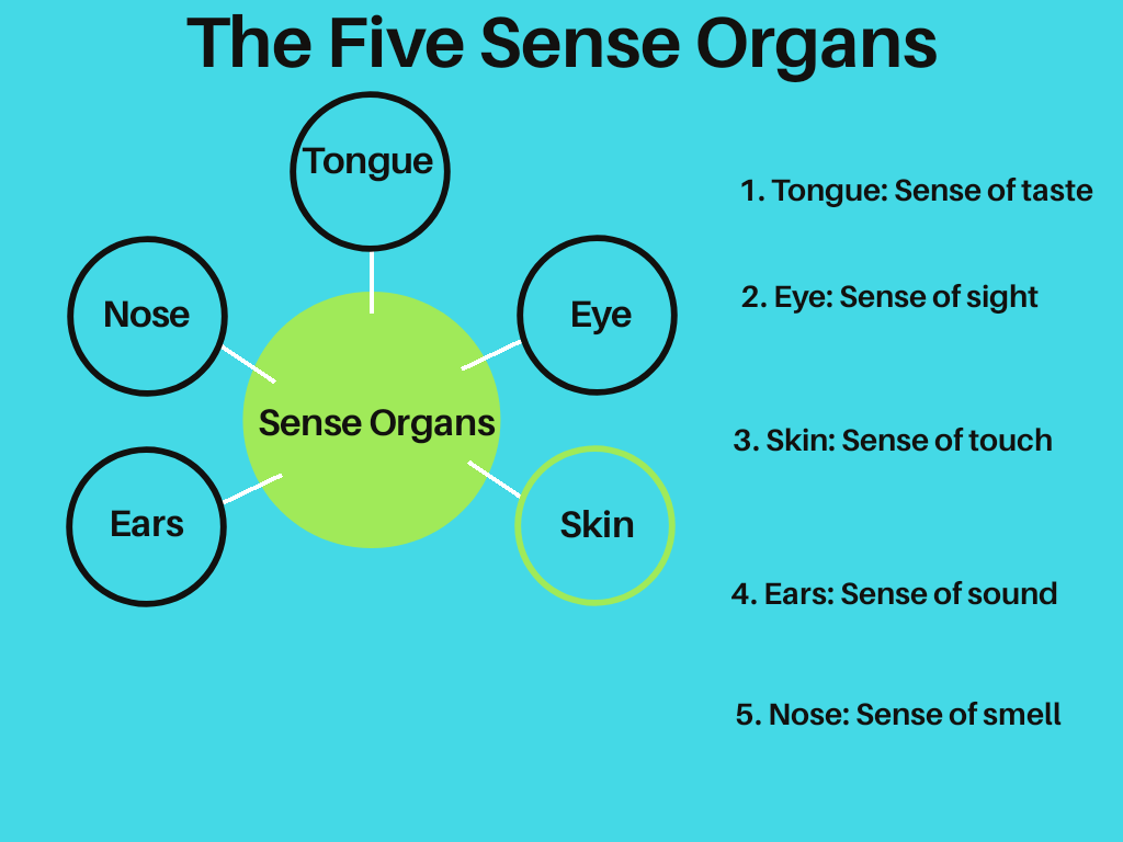  The Five sense organs