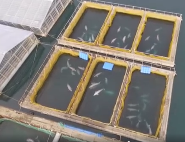 Screenshot from drone video showing captive beluga whales and orcas in pens in Srednyaya Bay, near the city of Nakhodka, Primorsky Krai, Russia, posted on 6 November 2018. Photo: Masha Netrebenko