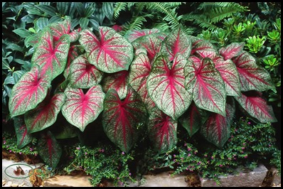 caladium