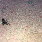 Carpenter Ant