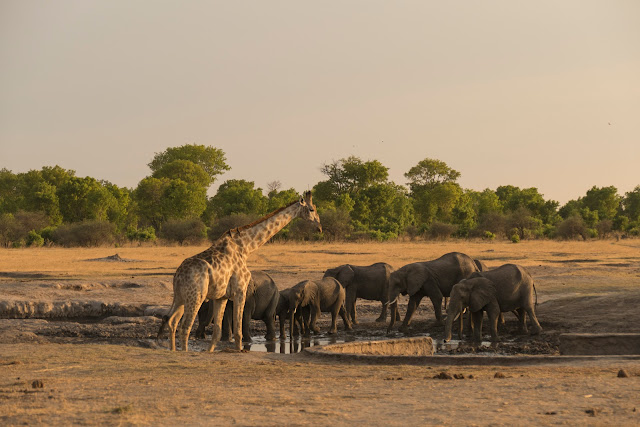 Botswana et Zimbabwe en octobre BotsZim_Oct2015_410