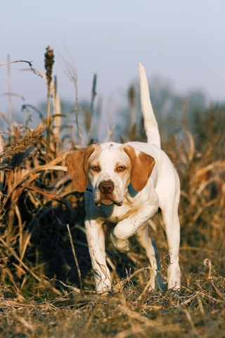 dog-training photo:dog training louisville ky 