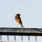 Stonechat; Tarabilla Común