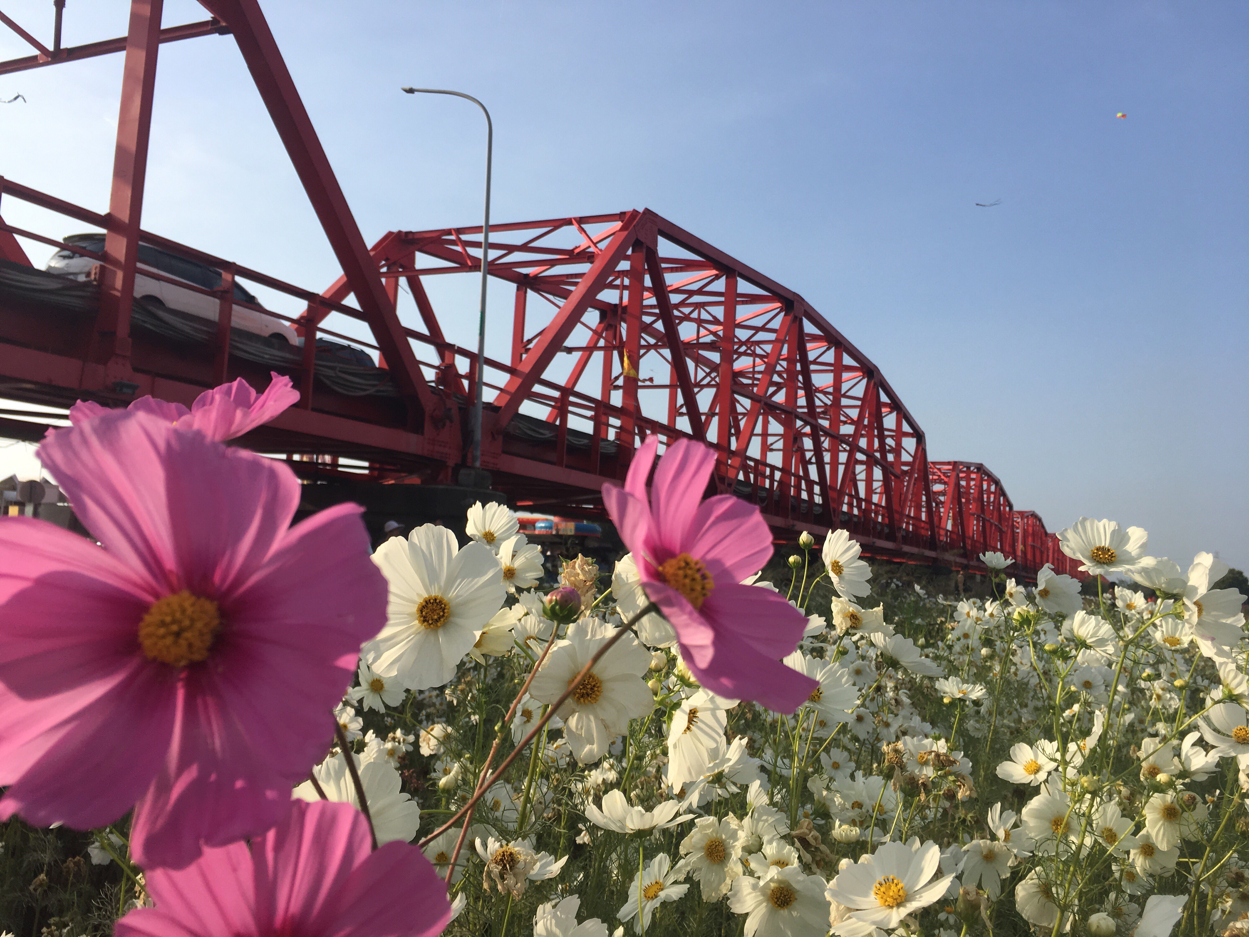 flowers blooming, xiluo bridge, yunlin, taiwan