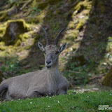 131_Kärnten_05.06.16_©AlexanderLanzloth.jpg