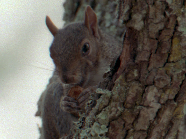 Flatbed%252520crop.jpg