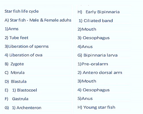 star fish-reproductive system-life cycle