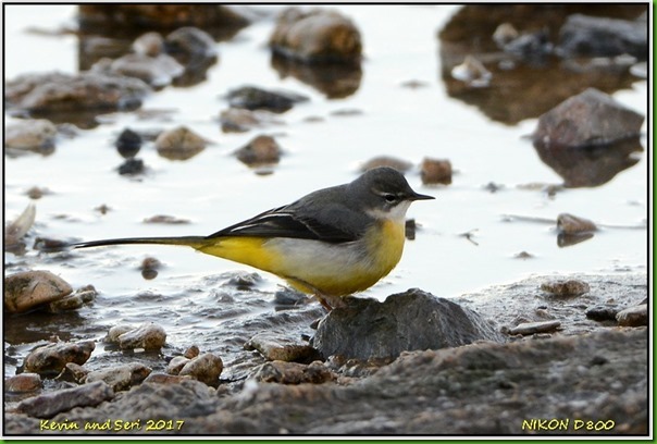 Slimbridge WWT - January