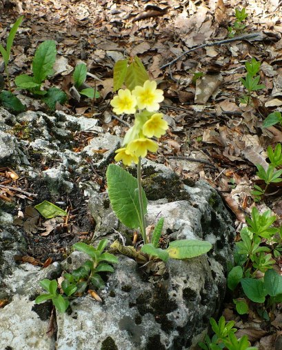 Pierwiosnek lekarski Primula veris