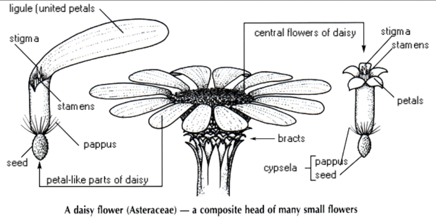 Flower Anatomy - Norman Herr, Ph.D.