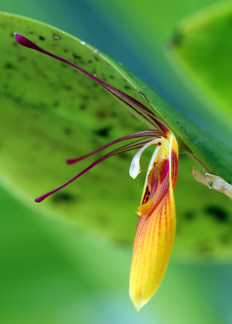 Restrepia Orange Pixie IMG_8429