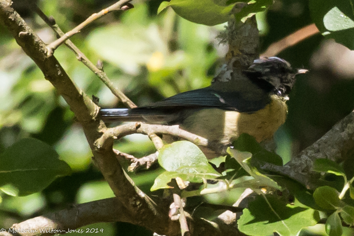 Great Tit