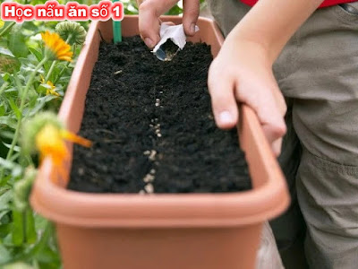 Cách trồng xà lách