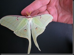 luna_moth...In Iowa!